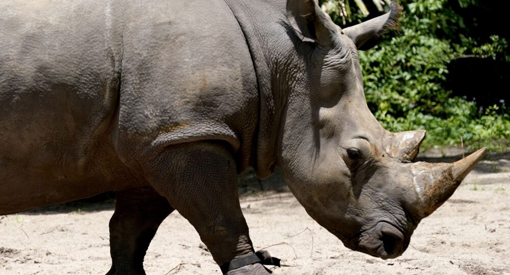 Ponen monitor de fitness a rinoceronte en Disney
